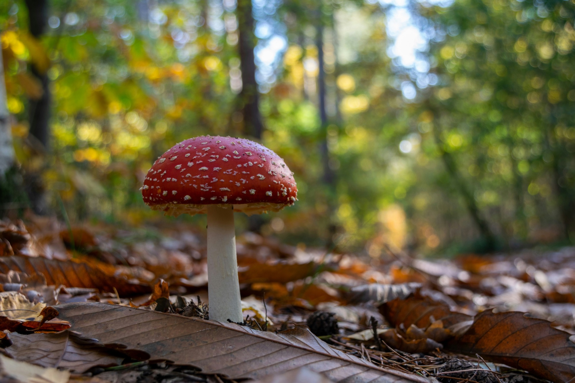 Amanita muscaria on an autumn forest floor