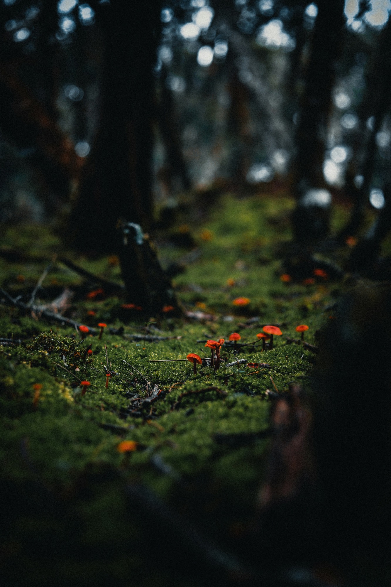 Small orange mushrooms growing in a mossy forest